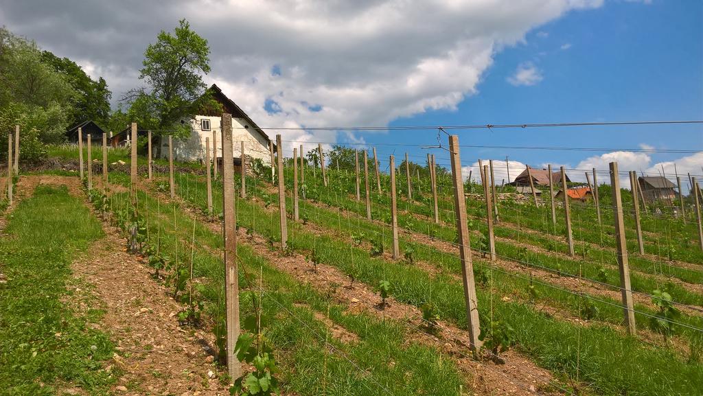 Vineyard Cottage Lustek Novo Mesto Eksteriør bilde